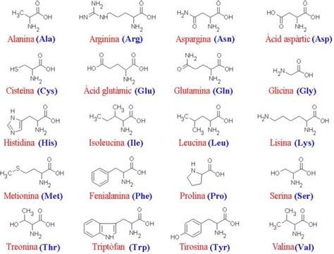 Los Amino Cidos De Las Prote Nas Y Sus Funciones