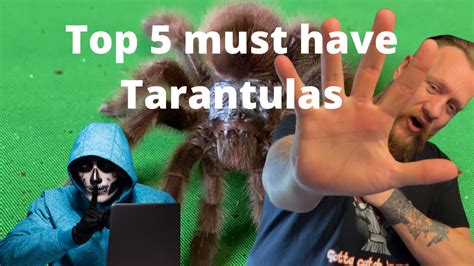 Top 5 Must Have Tarantulas Youtube