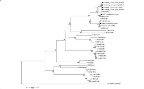 Phylogenetic Tree Of The SecA Gene Sequences From The Four C