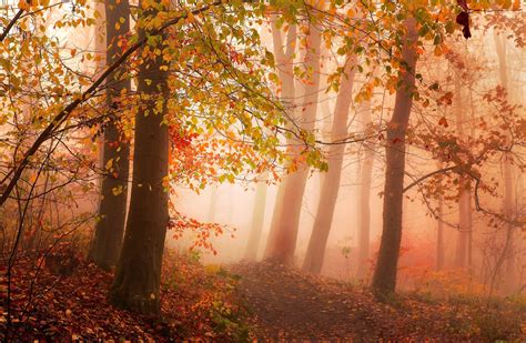 Mist Forest Sunlight Nature Landscape Wallpapers Hd D