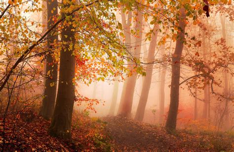 Nature Photography Landscape Road Forest Mist Morning Sunlight Trees