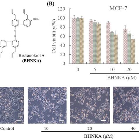 BHNKA Inhibits Proliferation Of Human Breast Cancer MCF 7 Cells A