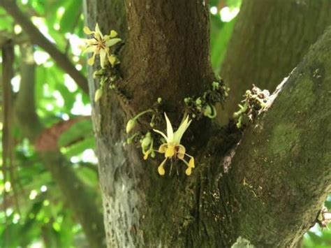 Chocolate Plant Theobroma Cacao 10 Million Years Old Market Business News