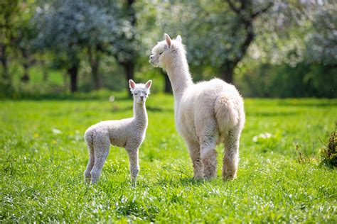 The Cutest Baby Animals in the World