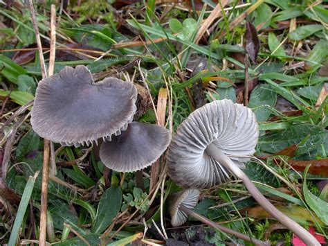 Mycena Aetites The Ultimate Mushroom Guide