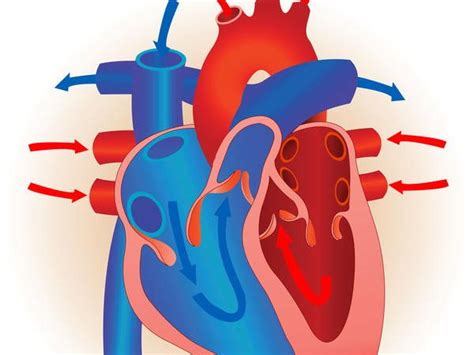 Edexcel New Gcse Pe 9 1 Heart Diagrams Teaching Resources