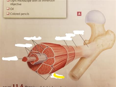 Skeletal Muscle Flashcards Quizlet