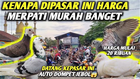 Pantes Rame Terusharga Merpati Dipasar Ini Murah Meriah Mulai Dari