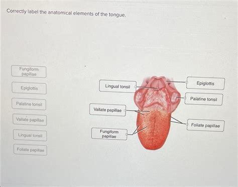 Correctly Label The Anatomical Elements Of The Tongue