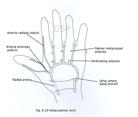 Hand Myhumananatomy