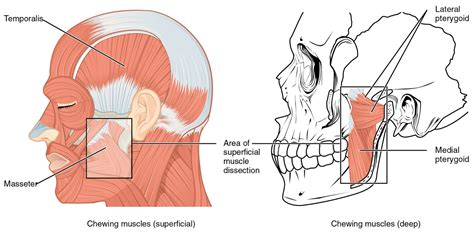 Temporomandibular Joint Movement Animation