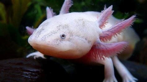 Funny Axolotl Names Standout Choices For Aquatic Pals