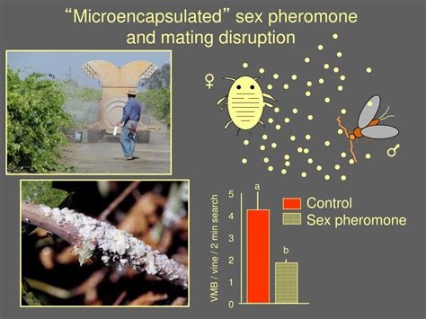 Ppt Lecture 25 The Perfumes Of Sex And Life Powerpoint Presentation Id 3547734