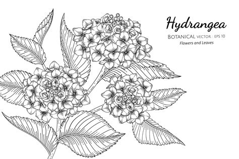 Hand Drawn Hydrangea 1228619 Vector Art At Vecteezy