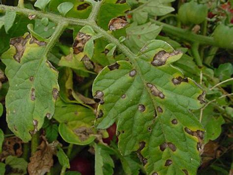 Leaf Spot Disease In Tomatoes Westside News Inc