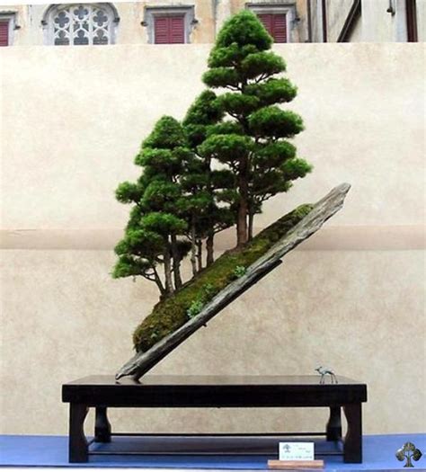 Top 10 Crazy And Unusual Bonsai Trees Bonsai Empire