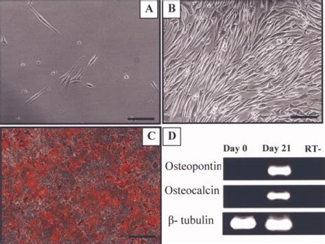 Murine Mesenchymal Stem Cell Isolation And Differentiation A At