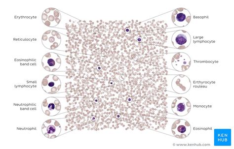 Blood Composition Components And Function Kenhub