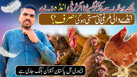 Desi Golden Misri Murgi For Sale In All Pakistan Desi Poultry Farming