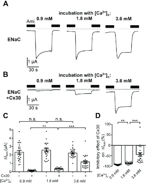 Extracellular Ca Modulates The Inhibitory Effect Of Cx On Enac A