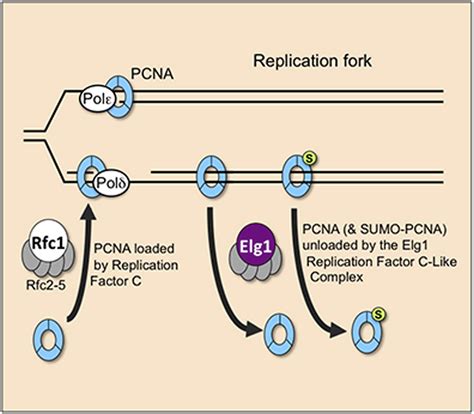 The Elg1 Replication Factor C Like Complex Functions In PCNA Unloading