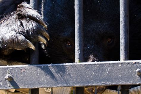 Bear Bile Uses - A Cruel Industry And Its Devastating Impact