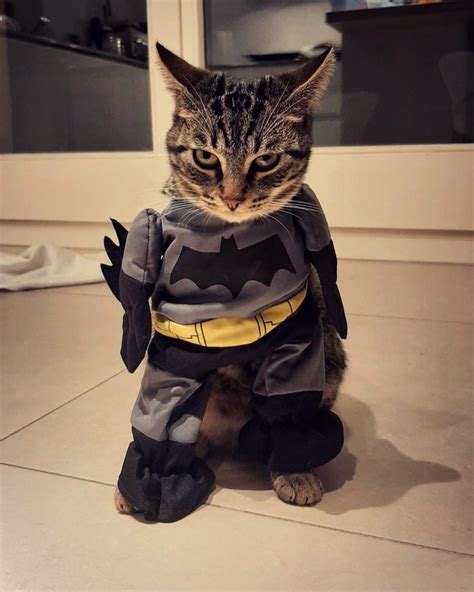 Psbattle Cat In Batman Costume R Photoshopbattles