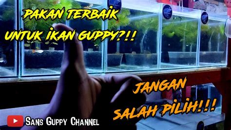 Pakan Terbaik Untuk Ikan Guppy Agar Besar Dan Sehat Youtube