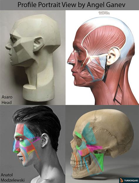 Anatomy Of Facial Expression Hardcover By Anatomy For Sculptors Artofit