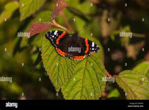 Dorsal View Of The Red Admiral Vanessa Atalanta Butterfly At Rest In