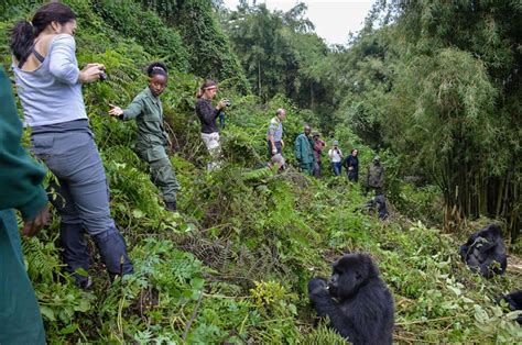 How Hard Is Gorilla Trekking In Rwanda Volcanoes National Park Rwanda