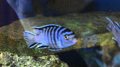 Pseudotropheus Elongatus Mpanga Nova Generaciaa Aulonocara Eureca Red