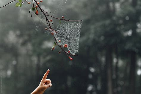 "Child's Hand Pointing To A Beautiful Dew-covered Spider Web" by ...