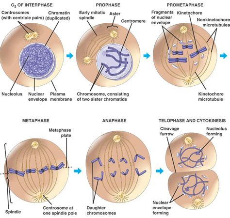 Mitosis' stages - Cell Division