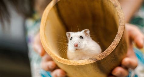 Unlocking The Cuteness And Fun Facts About Hamsters List Of Facts