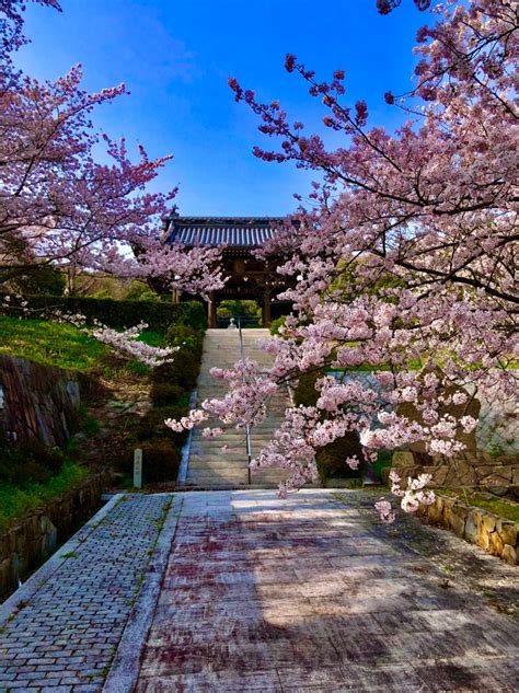 淡路島の隠れた桜の名所、龍宝寺／神奈木流 体バランス法 神奈木流 体バランス法