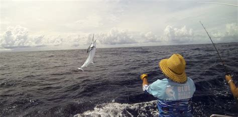 Anglers have helped detect a shift in the habitat of black marlin