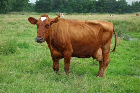 Free Images Grass Field Farm Meadow Prairie Countryside Animal