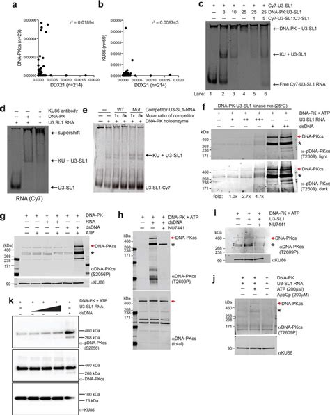 Dna Pk Interacts With Structured Rnas That Can Activate Its Kinase A