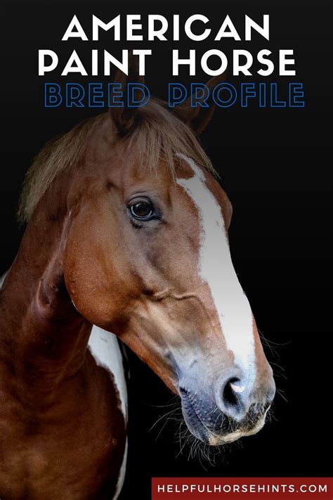 American Paint Horse: Breed Profile