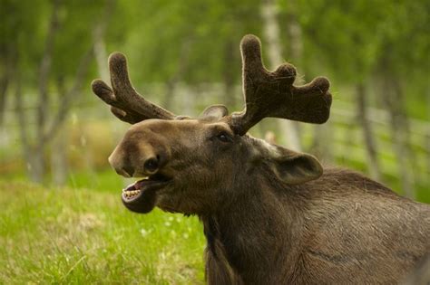 20 lecie Biebrzańskiego Parku Narodowego łoś pod specjalną ochroną