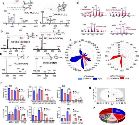 Peroxidase Activity Of Cyt CMLCL Complex Causes Phospholipid