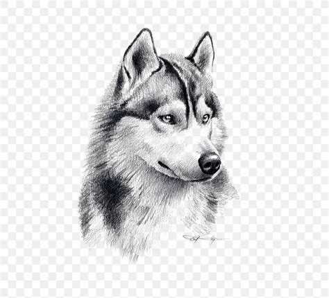 Siberian Husky Puppy Drawing Pencil Art, PNG, 564x744px, Siberian Husky ...