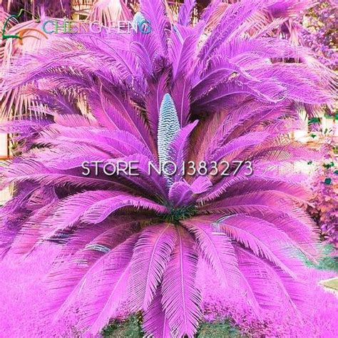 100pcs Cycas Jardin Variety Seeds Free Shipping Up