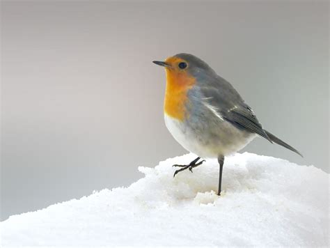 Pettirosso Foto Immagini Animali Uccelli Allo Stato Libero Animali