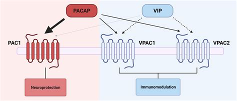 Targeting The Neurological Comorbidities Of Multiple Sclerosis The