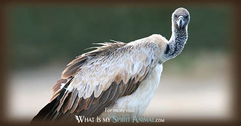 Buzzard & Vulture Symbolism & Meaning | Spirit, Totem, & Power Animal