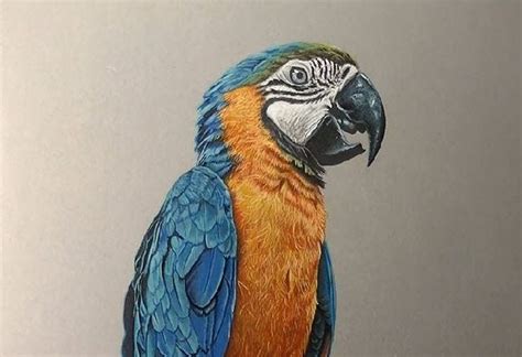 Realistic Parakeet Drawing