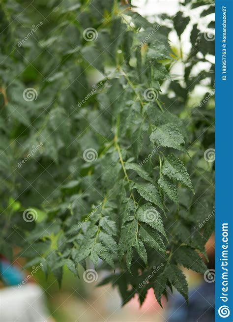 Hojas De Plantas Verdes Y Limpias En Invernadero Imagen De Archivo