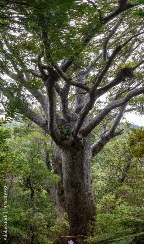 One of very view famous ancient Kauri trees Stock Photo | Adobe Stock